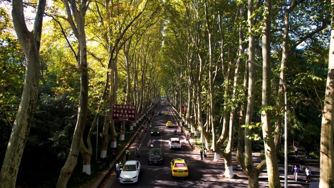 南京梧桐大道晨光钟山景区陵园路中山陵风景