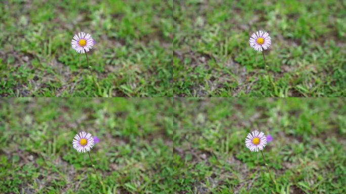 草地上的小野花