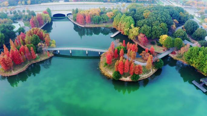 秋天湿地公园五彩斑斓的树木