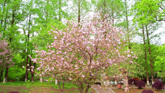 樱花烂漫