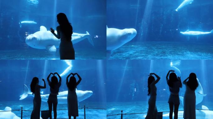 海洋馆白鲸海豚演出互动