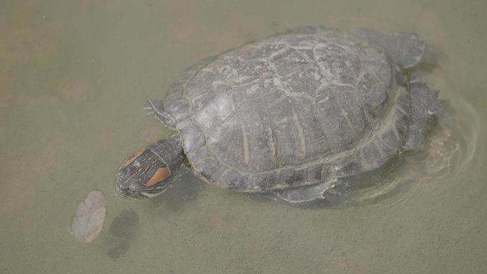 乌龟水池晒太阳灰片