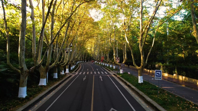 南京梧桐大道晨光钟山景区陵园路中山陵风景