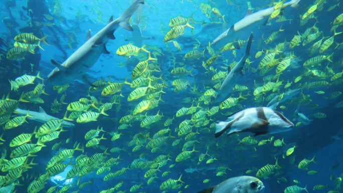 海洋乐园水族馆海底世界鱼群游过