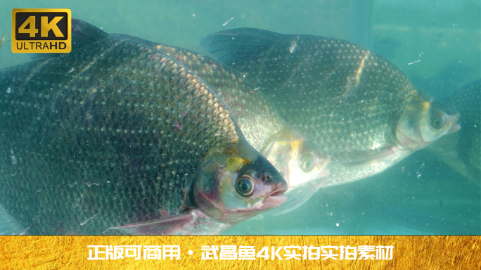 水下武昌鱼4K实拍视频素材