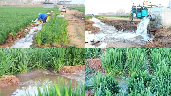 小麦灌溉 农田灌溉 灌溉农田 农业用水