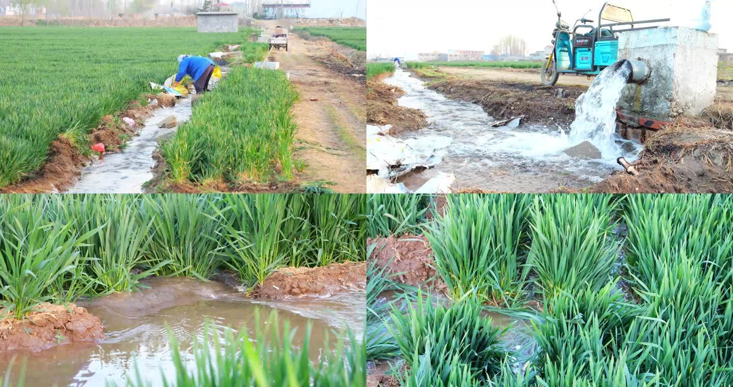 小麦灌溉 农田灌溉 灌溉农田 农业用水