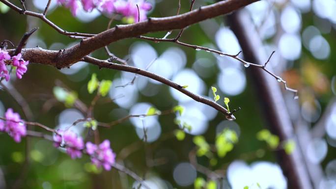 春雨 雨中的花