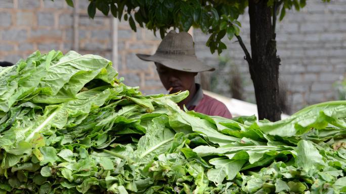 美丽乡村农民生产增收种植烤烟