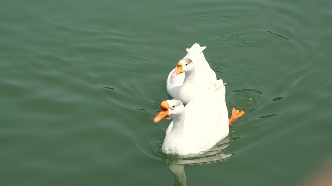 大鹅大白鹅划水水面湖水