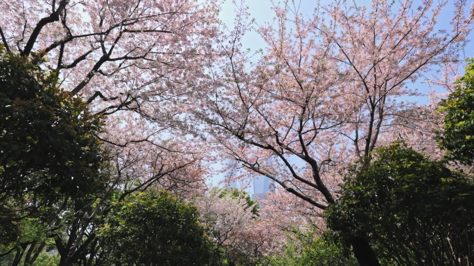 陆家嘴东昌路地铁站大场景樱花画面