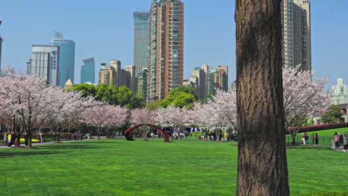 上海静安雕塑公园樱花花瓣飘落