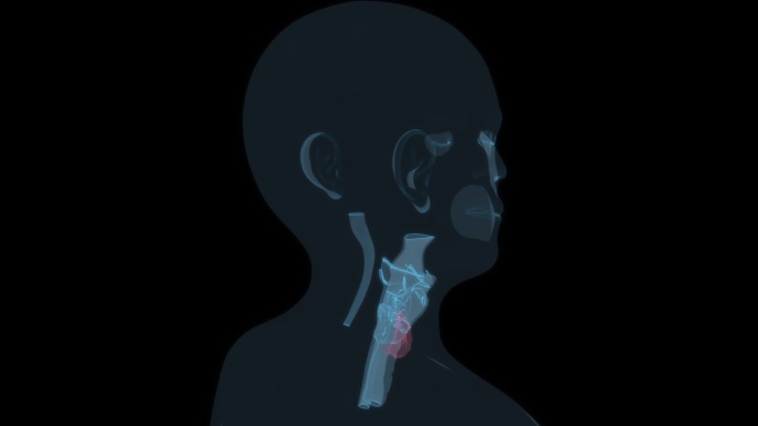 甲状腺 咽喉部耳鼻喉科五官科喉咙咽喉9
