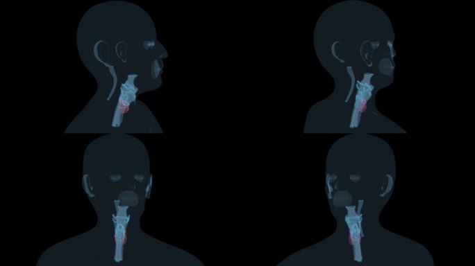 甲状腺 咽喉部耳鼻喉科五官科喉咙咽喉9