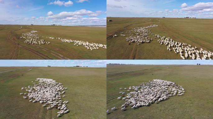 内蒙古旅游牧羊放羊羊群4K