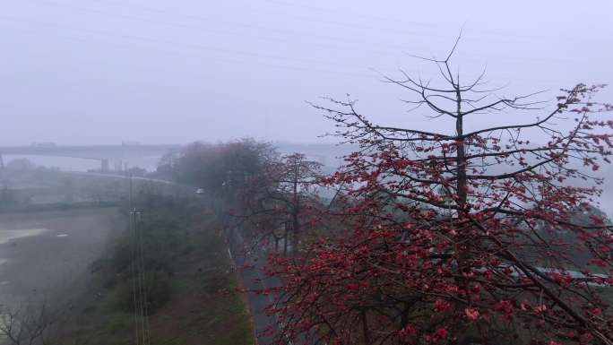 雨雾木棉视频