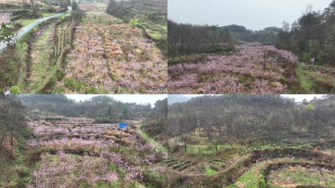 农村山谷里桃花园4k航拍