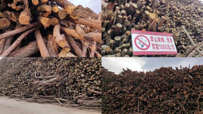 木材材料木材工业硬木树特写倒下的树木堆