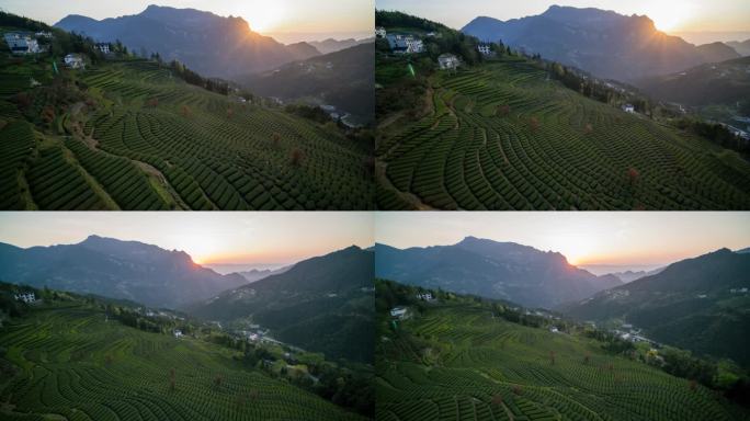 山区茶园采茶茶叶绿茶红茶茶山