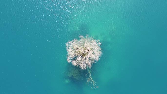 湖中孤独的小树