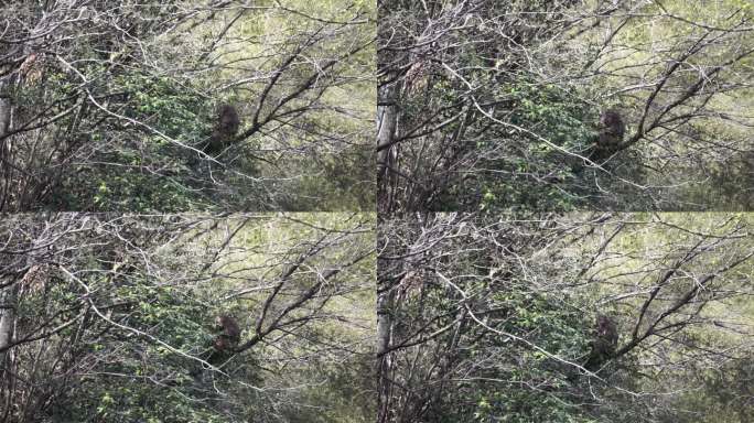 黄山短尾猴在树上玩耍