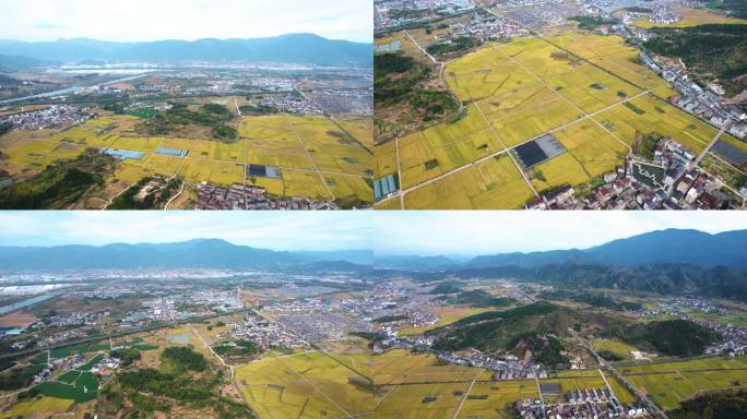 仙居秋天稻田