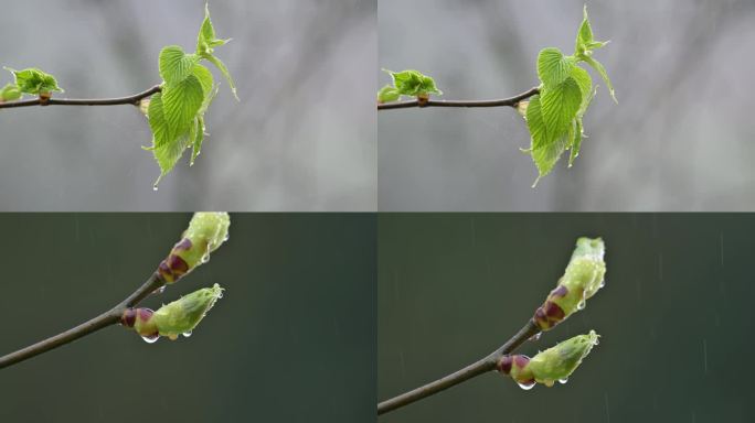 珙桐树发芽鸽子花树长出嫩叶