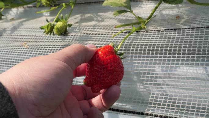 采摘草莓高速特写镜头
