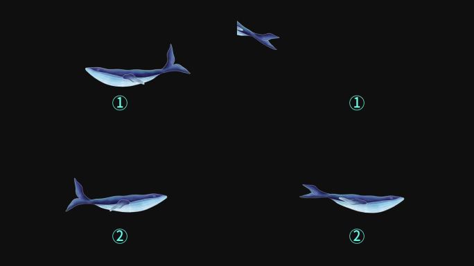 一组鲸鱼游动动画