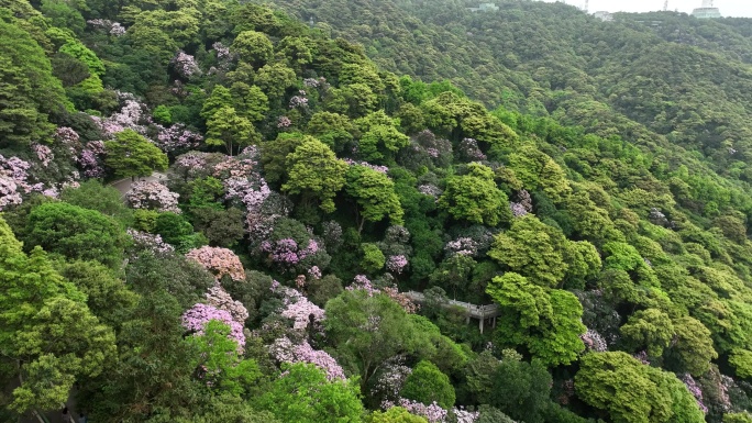 杜鹃花