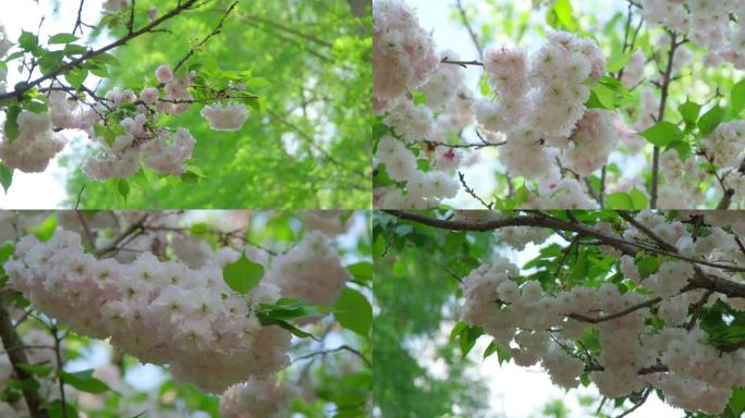 樱花 白色樱花 东京樱花 清新 鲜花2