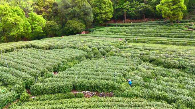 杭州春天龙井采茶明前茶航拍