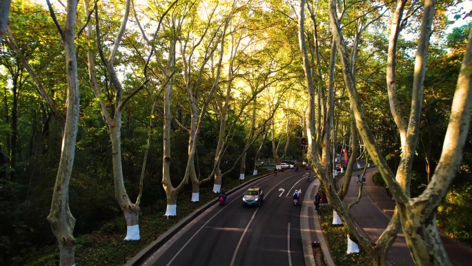 南京梧桐大道晨光钟山景区陵园路中山陵风景