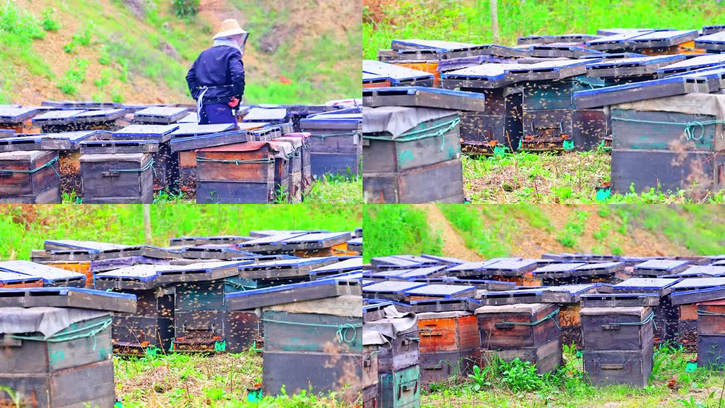 蜂箱 蜂农 蜜蜂 养蜂 蜂蜜