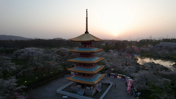 武汉市东湖樱花园五重塔夜景航拍4k