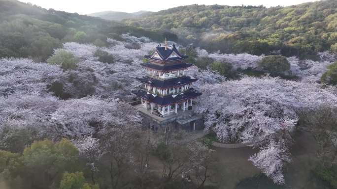 鼋头渚樱花2024最新航拍