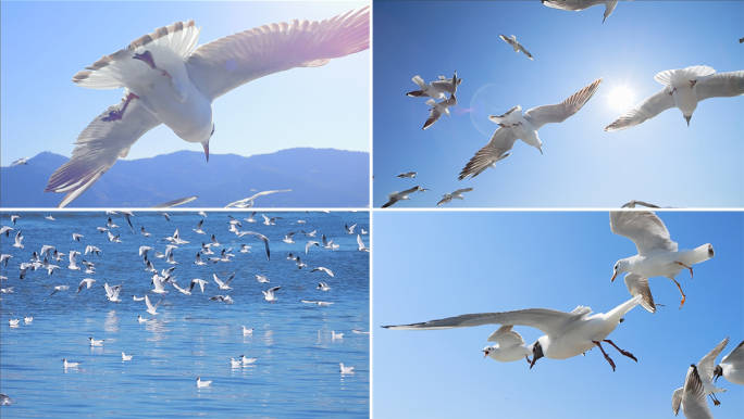 海鸥鸟类自由飞翔自然风光迎风展翅飞向远方