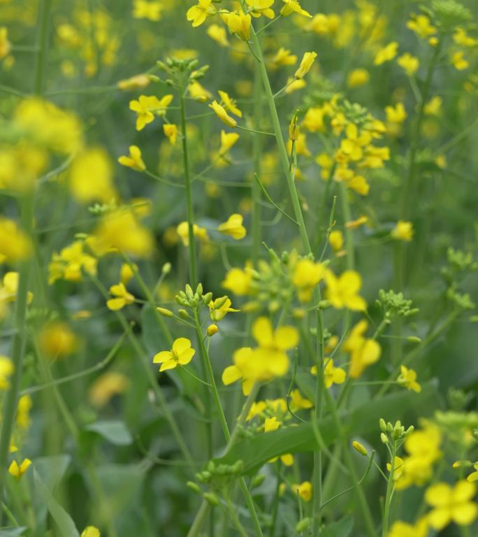 油菜花