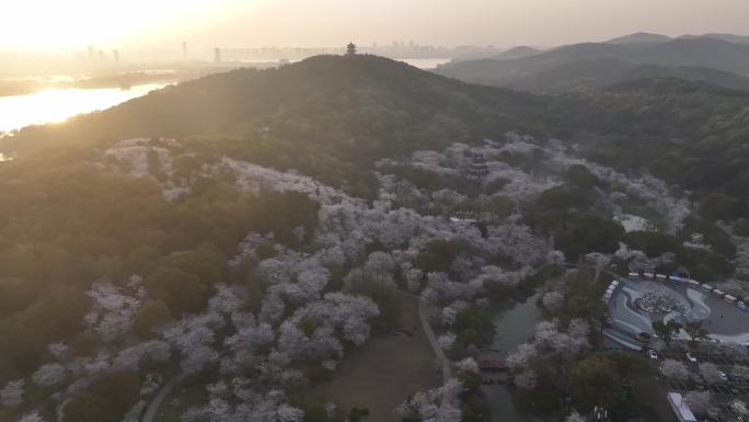 日出鼋头渚樱花