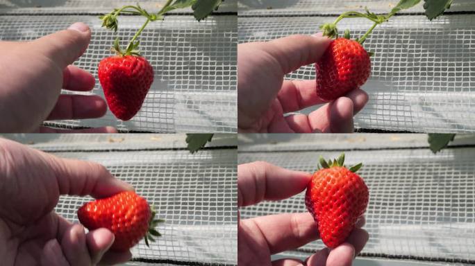 采摘草莓高速特写镜头