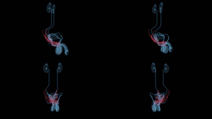 男性盆底肌 泌尿组织生殖系统男人输尿管9