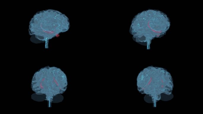 海马体-杏仁核穹窿 头部大脑小脑脑容量9