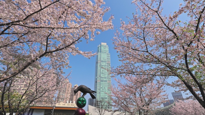 上海雕塑公园樱花远景博华大厦多景别画面