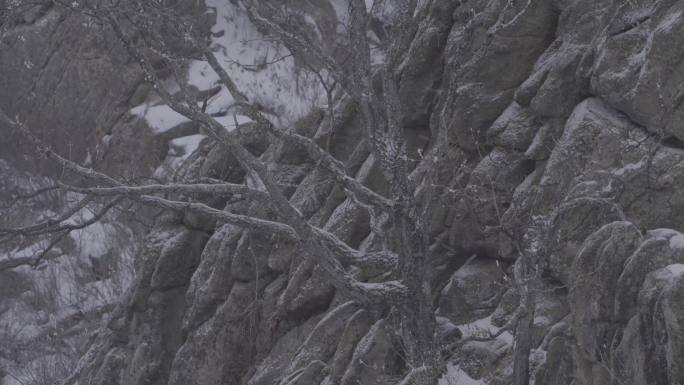 4K暴风雪里的古树