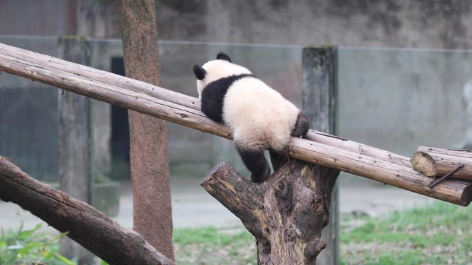 网红大熊猫幼崽莽灿灿
