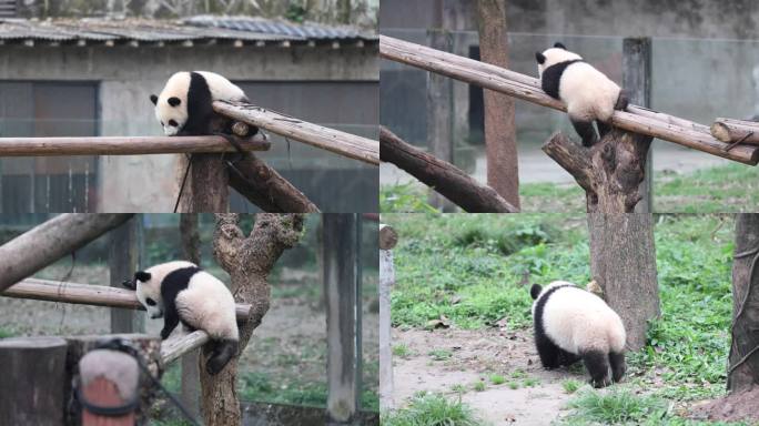 网红大熊猫幼崽莽灿灿