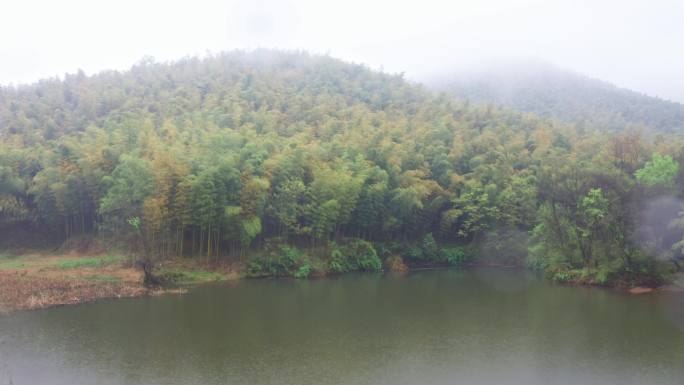 雨中竹林 竹海 下雨