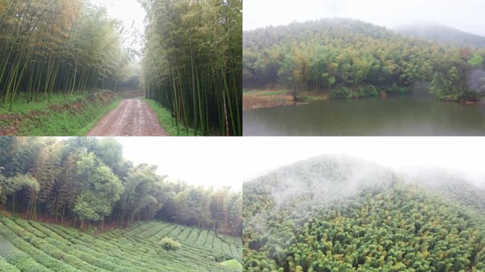 雨中竹林 竹海 下雨