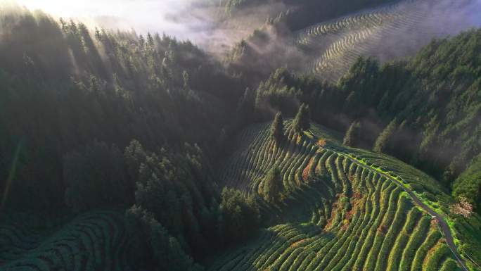 云雾茶山4k航拍多场景+延时