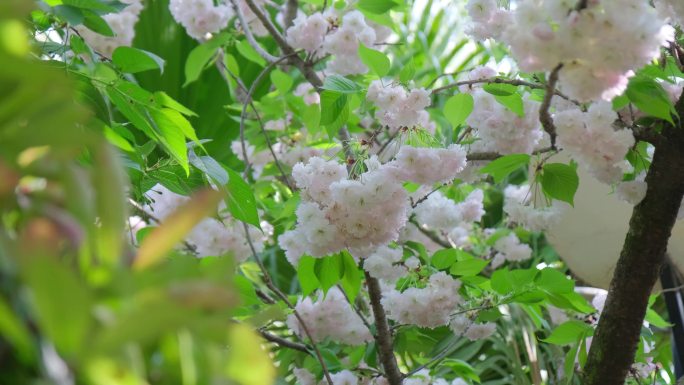 樱花 白色樱花 东京樱花 清新 鲜花